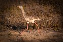 054 Noord Pantanal, kuifseriema